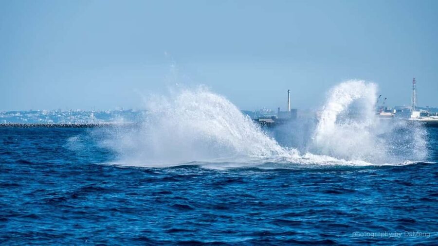From Naha: Whale Watching with Pickup and English Guide - What happens once the boat leaves