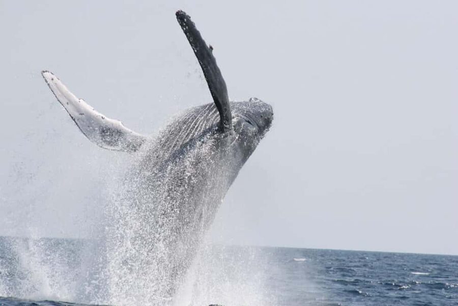 From Naha: Whale Watching with Pickup and English Guide - The whale encounter itself