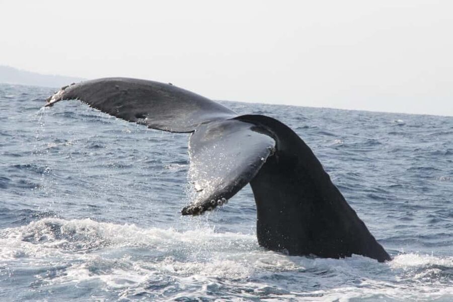 From Naha: Whale Watching with Pickup and English Guide - Is the $30 price good value?