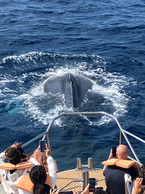 From Naha: Whale Watching with Pickup and English Guide - Starting at Miegusuku Port or using Naha pickup