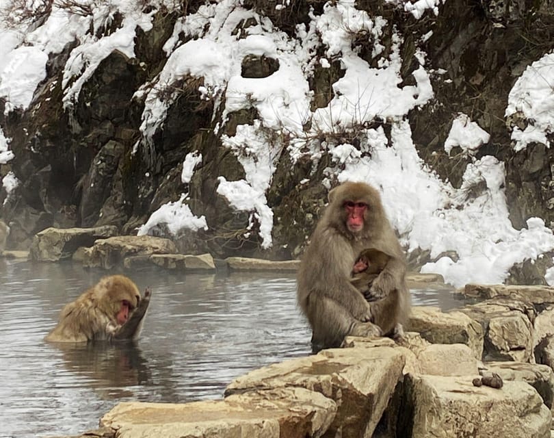 From Nozawa Onsen: Snow Monkeys and Zenko-ji Day Trip & Sake - The coach rides and the true pace of the day