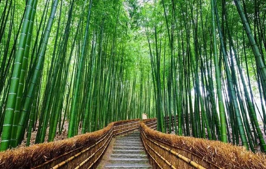 From Osaka: Kyoto, Nara, Fushimi Inari & Arashiyama Day Tour - Guides, transport, and the pace