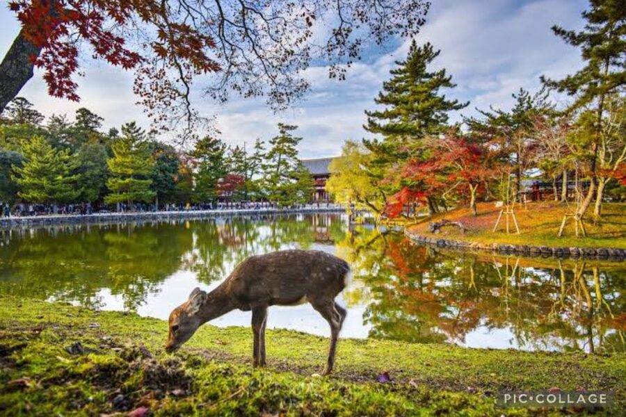 From Osaka/Kyoto: Private Kyoto & Nara Day Trip with Pickup - The Kimono Forest and bamboo path