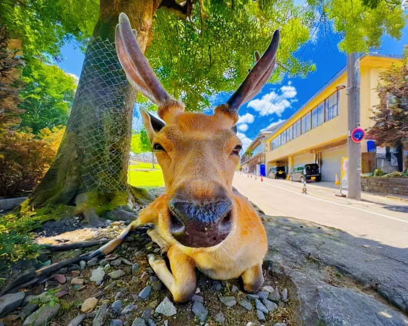 From Osaka: Nara Deer & Kyoto Kiyomizudera Sightseeing Tour - Key points to know before booking
