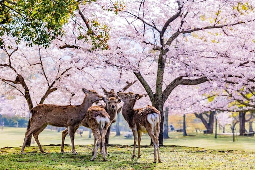 From Osaka: Nara Deer & Kyoto Kiyomizudera Sightseeing Tour - One day, three famous Japanese sights
