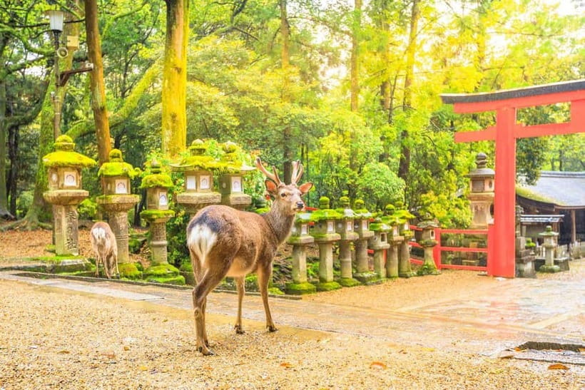 From Osaka: Nara Deer & Kyoto Kiyomizudera Sightseeing Tour - Fushimi Inari’s red gates in a one-hour visit