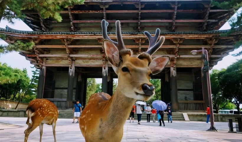 From Osaka: Nara Deer & Kyoto Kiyomizudera Sightseeing Tour - How the $69 price measures up