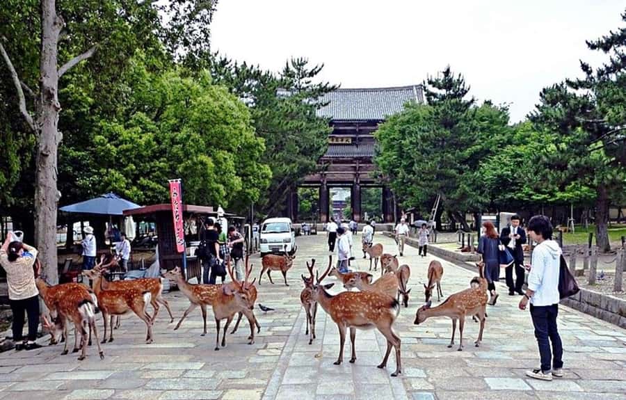 From Osaka: Nara, Kiyomizu-dera & Fushimi Inari Trip - Key points at a glance