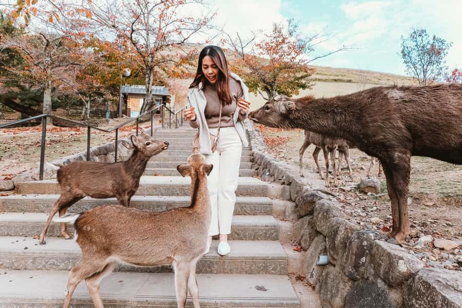 From Osaka: Nara, Kiyomizu-dera & Fushimi Inari Trip - Meeting Nara’s free-roaming deer