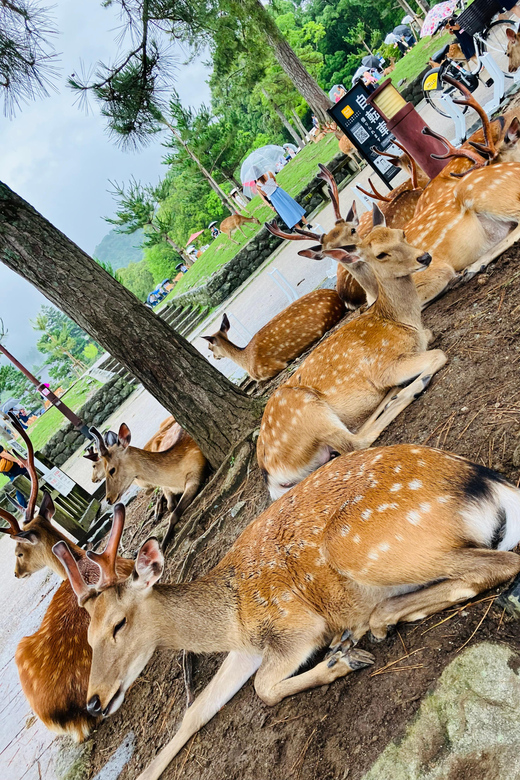 From Osaka: Nara Private Tour with Meet-Up at Your Hotel - Key points to know before you book