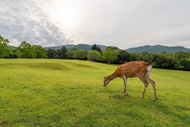 From Osaka or Kyoto: Kyoto and Nara 1-Day Bus Tour - What this one-day route is trying to do