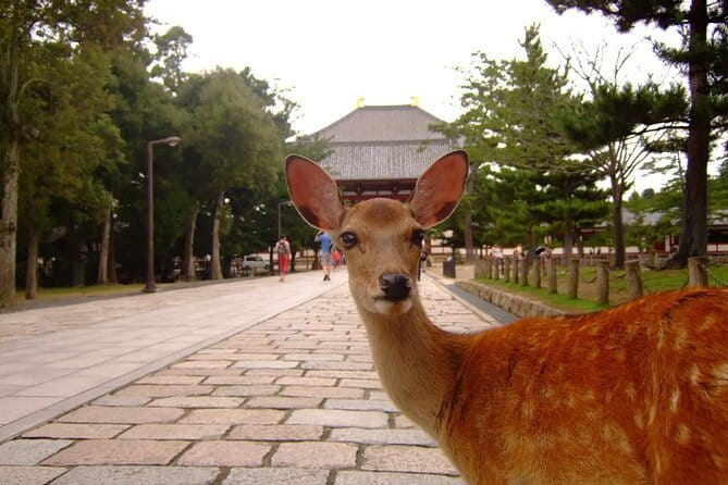 From Osaka or Kyoto: Kyoto and Nara 1-Day Bus Tour - Kinkaku-ji, Kyoto’s Golden Pavilion