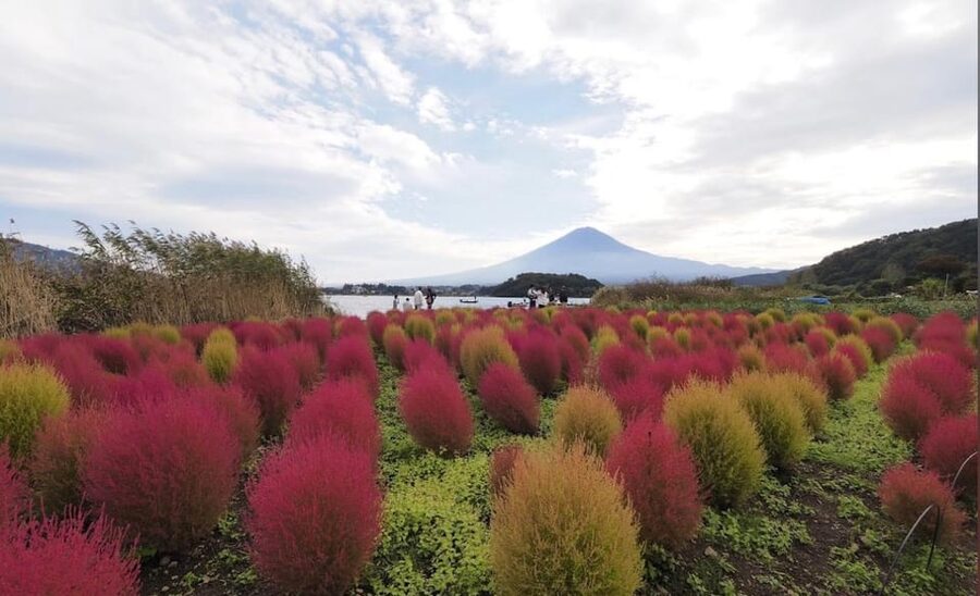 From Tokyo: Mount Fuji Full Customized Tour English Guide - Kitaguchi Sengen Shrine and the area’s sacred side