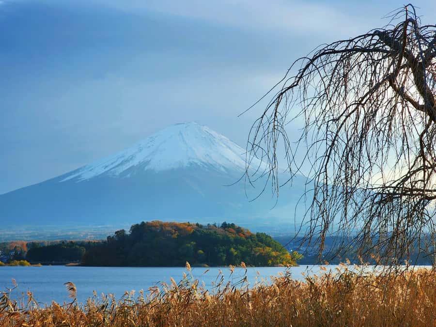 From Tokyo: Mount Fuji Full-Day Private Tour (Customizable) - What the driver adds to the day