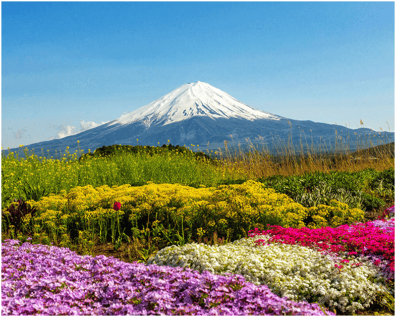 From Tokyo: Mt.Fuji, Lake Kawaguchi, Oshino Hakkai Day Tour - What the guides add to a busy schedule
