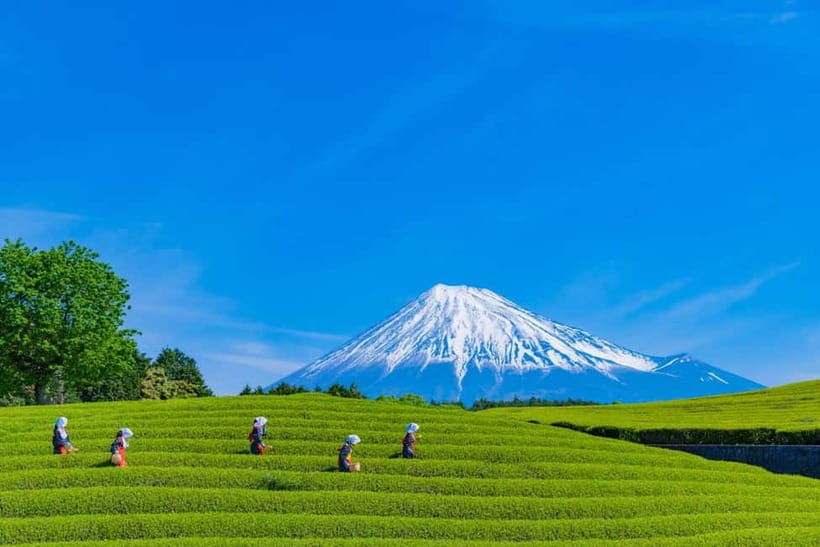 From Tokyo: Must-Visit Mount Fuji Highlight Full-Day Tour - Obuchi Sasaba adds tea fields to the Fuji view
