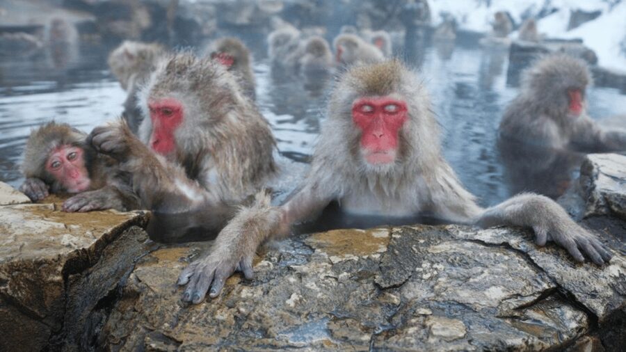 From Tokyo: Private Tour Snow Monkey Park & Zenko-ji Temple - Key points at a glance