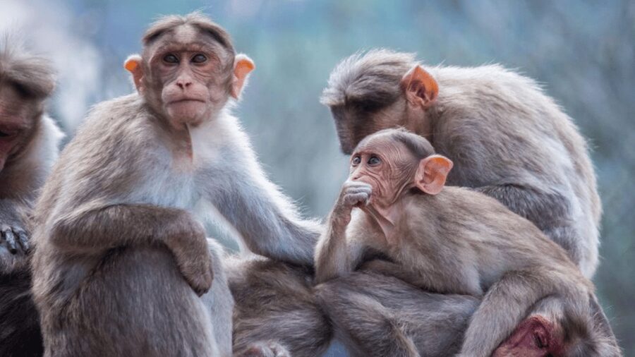 From Tokyo: Private Tour Snow Monkey Park & Zenko-ji Temple - Who should book this tour