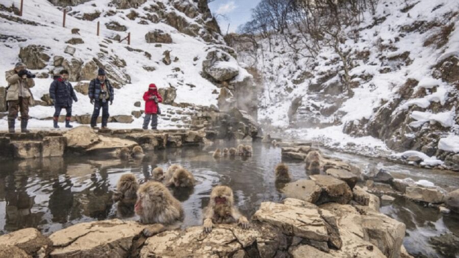 From Tokyo: Private Tour Snow Monkey Park & Zenko-ji Temple - A long Nagano day from Tokyo