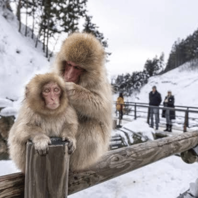 From Tokyo: Private Tour Snow Monkey Park & Zenko-ji Temple - Shibu Onsen, a traditional hot-spring town