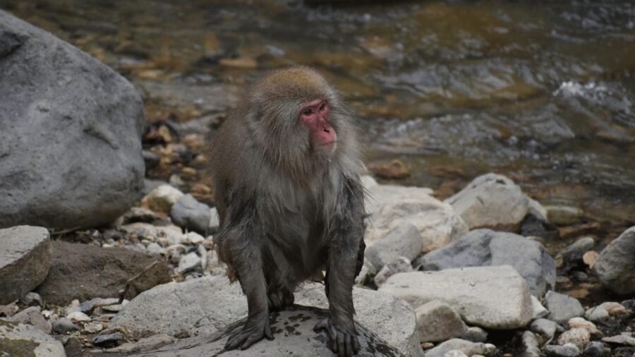 From Tokyo: Private Tour Snow Monkey Park & Zenko-ji Temple - Obuse for apples, art, and a slower finish