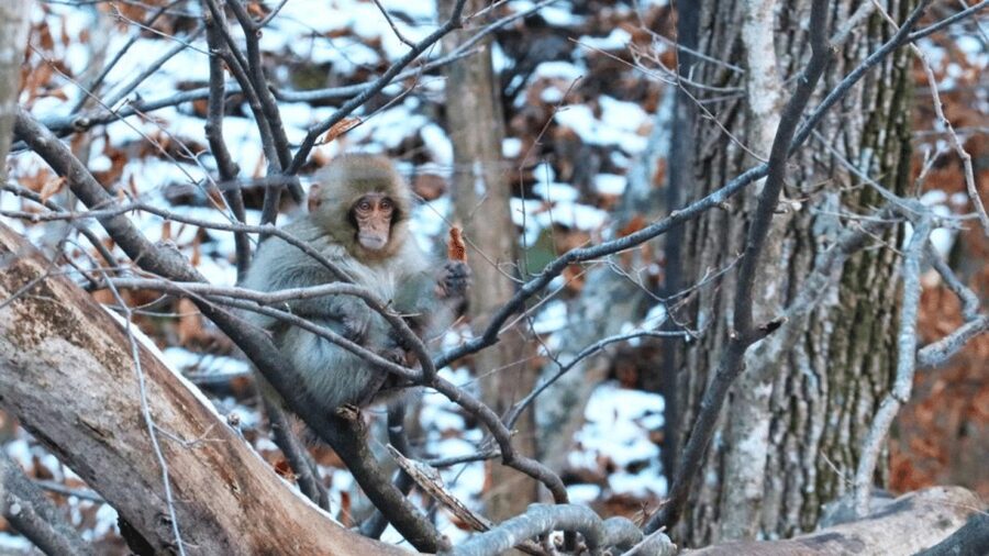 From Tokyo: Private Tour Snow Monkey Park & Zenko-ji Temple - Timing, weather, and the limits of the schedule