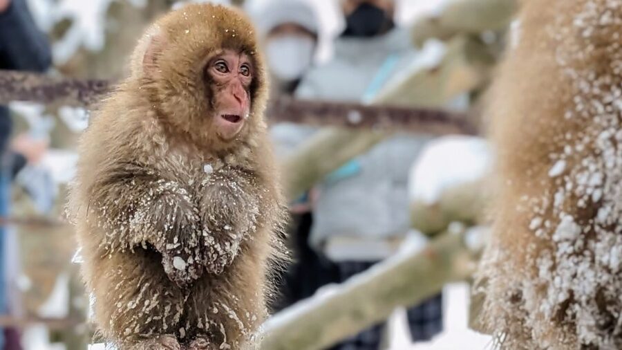 From Tokyo: Snow Monkey 1 Day Tour with Beef Sukiyaki Lunch - Key points at a glance