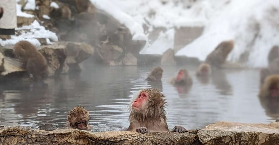 From Tokyo: Snow Monkey 1 Day Tour with Beef Sukiyaki Lunch - Why the snow monkeys are worth the long ride