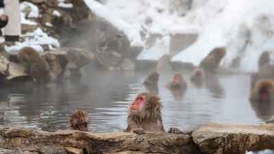 Snow Monkey 1 Day Tour with Beef Sukiyaki Lunch