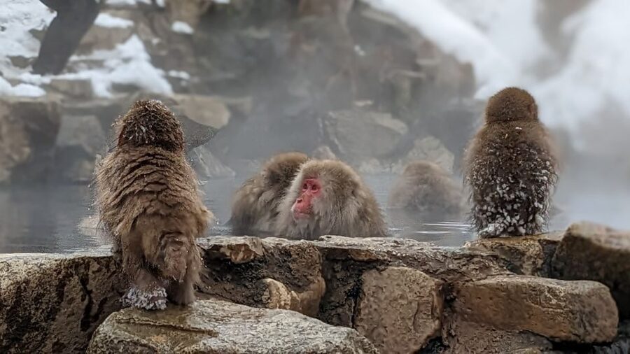 From Tokyo: Snow Monkey 1 Day Tour with Beef Sukiyaki Lunch - Sukiyaki lunch at Shinshu Fruitsland