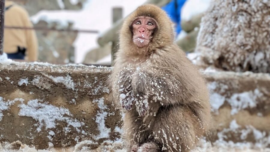 From Tokyo: Snow Monkey 1 Day Tour with Beef Sukiyaki Lunch - Kamakura snow huts from January 23 to March 1