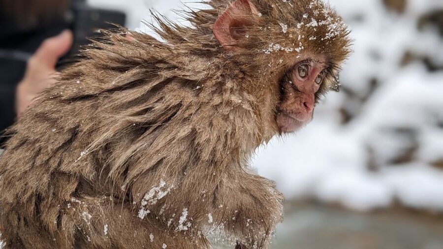 From Tokyo: Snow Monkey 1 Day Tour with Beef Sukiyaki Lunch - Is $151 good value for this day trip?