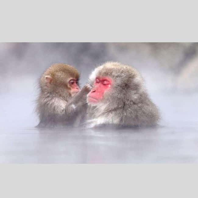 From Tokyo: Snow Monkey Park and Miso Production Day Tour - Key points at a glance