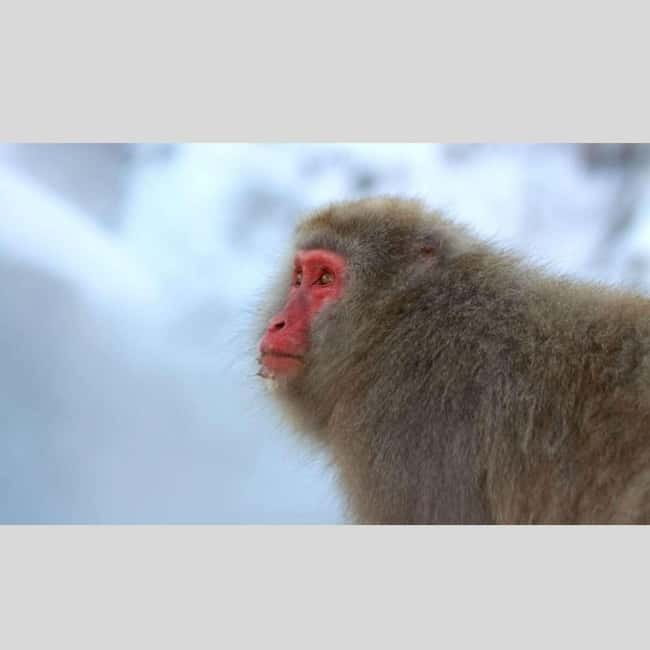 From Tokyo: Snow Monkey Park and Miso Production Day Tour - Why this private Nagano day works