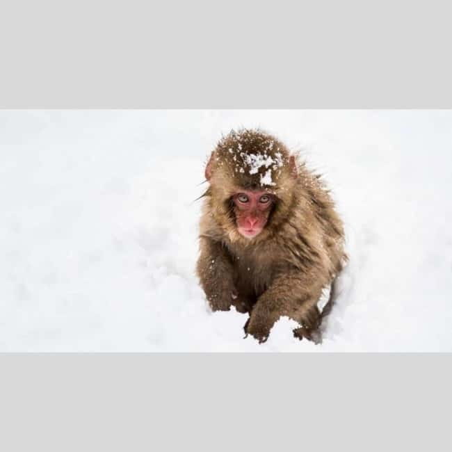 From Tokyo: Snow Monkey Park and Miso Production Day Tour - Zenko-ji Temple and Nagano’s spiritual center