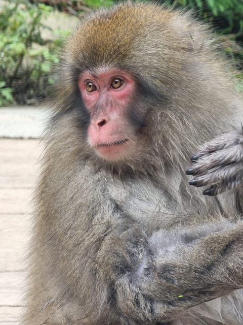 From Tokyo: Snow Monkey Private Customize Day Tour - Zenko-ji Temple adds a serious cultural stop