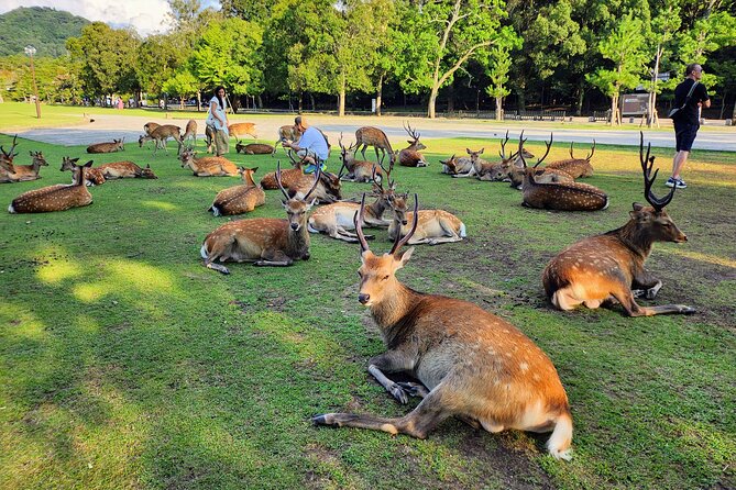 Full Day Guided Tour to Kyoto and Nara from Osaka by Van - The Osaka pickup and one-hour ride to Kyoto