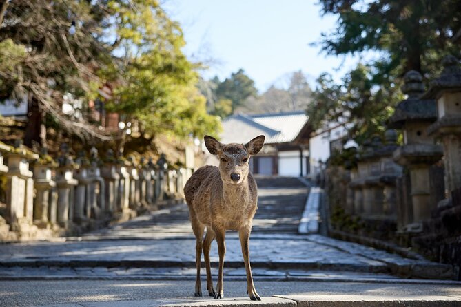 Full Day Guided Tour to Kyoto and Nara from Osaka by Van - Nara Park and the bowing deer