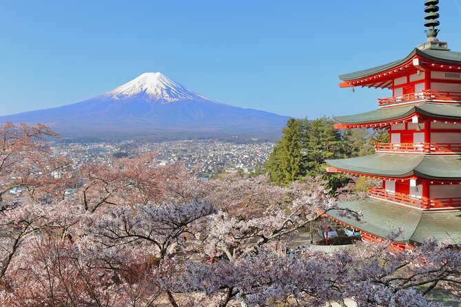 Full Day Tour to Mount Fuji in Spanish - Aokigahara Forest and its difficult reputation