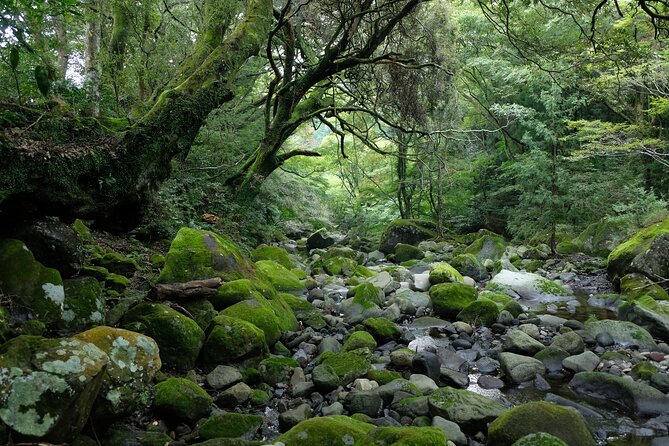 Hike Japan Heritage Hakone Hachiri (Half Day) - Skipping the steep climb by bus