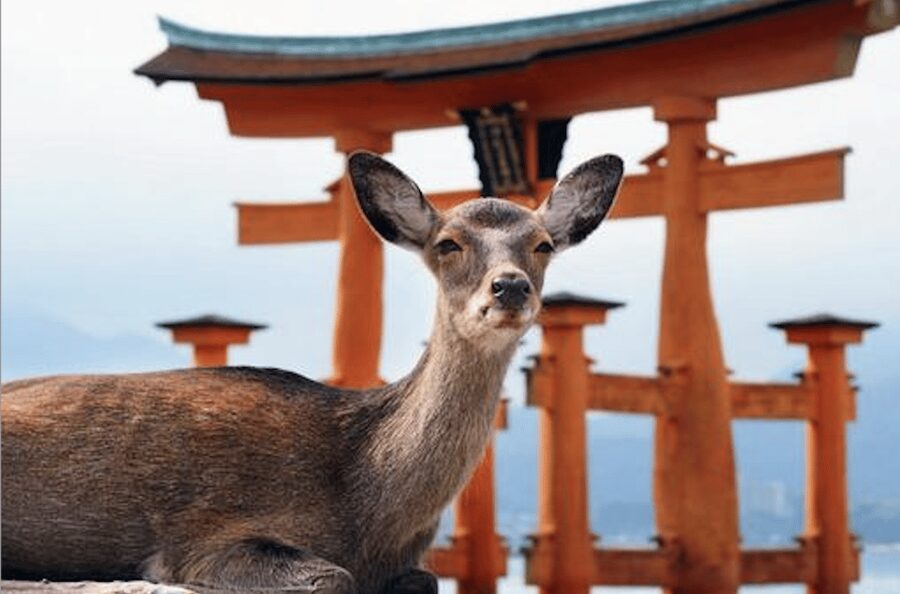 Hiroshima/Miyajima Private Custom Tour with Local Guide - Key points to know before booking