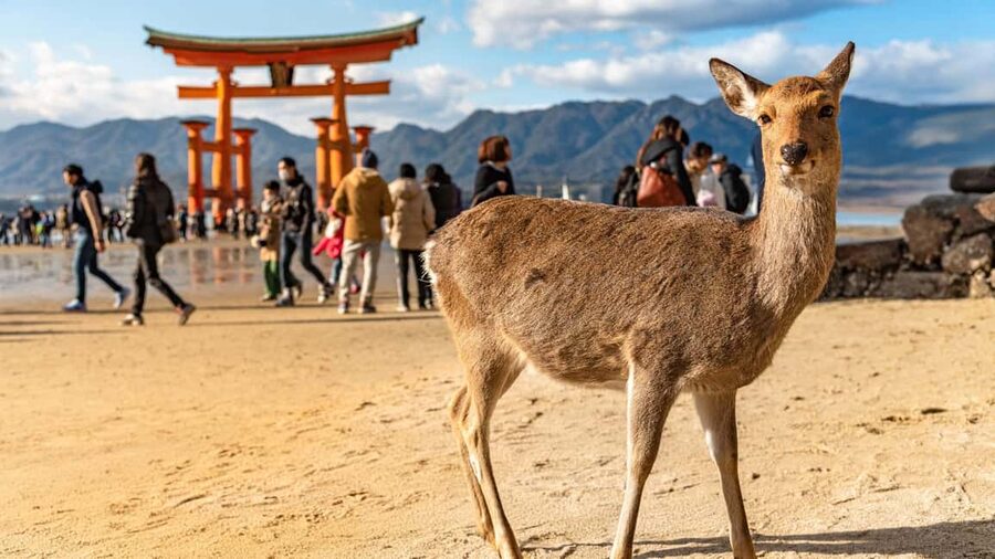 Hiroshima to Miyajima: Private Custom Tour with Ferry Ride - Starting at Hiroshima Orizuru Tower