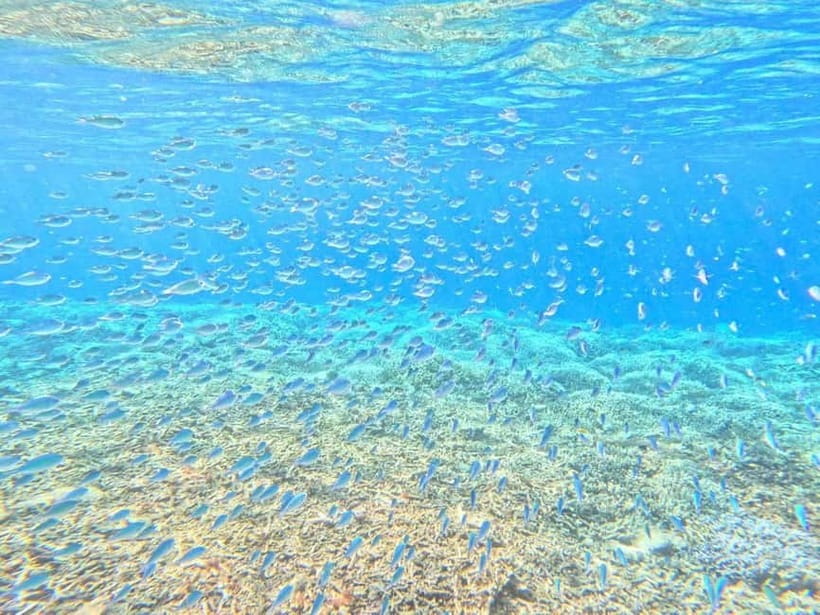 Iriomote: Boat Snorkeling Tour at Barasu Island - From Ishigaki Island, the half-day plan has limits