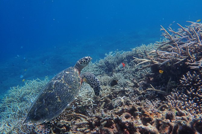Iriomote Island 1-Day Snorkeling & Mangrove SUP or Canoe - Why this Iriomote combination works