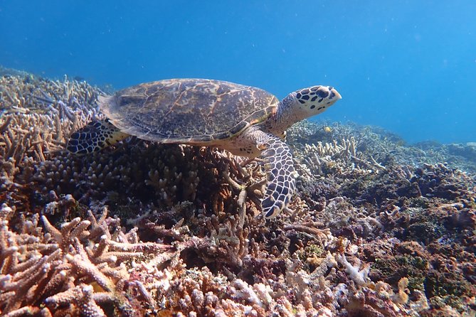 Iriomote Island 1-Day Snorkeling & Mangrove SUP or Canoe - Second activity: snorkeling near Barasu Island