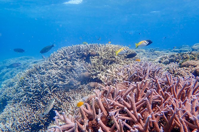 Iriomote Island 1-Day Snorkeling & Mangrove SUP or Canoe - Who should book this tour