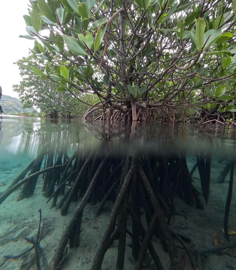 Iriomote island: Mangrove River SUP or Canoe Cruising Tour - Weather, tide, and physical effort