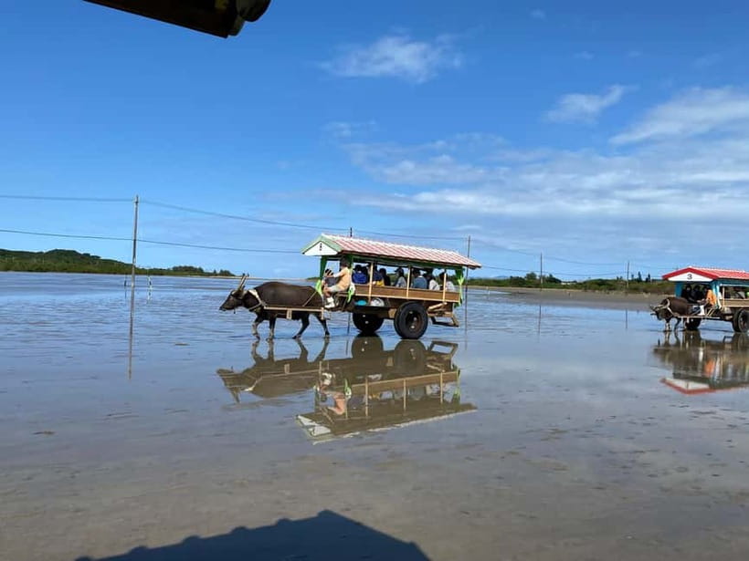 Iriomote: Mangrove SUP or Canoe and Yubujima sightseeing - Visiting small Yubujima by bus and water buffalo