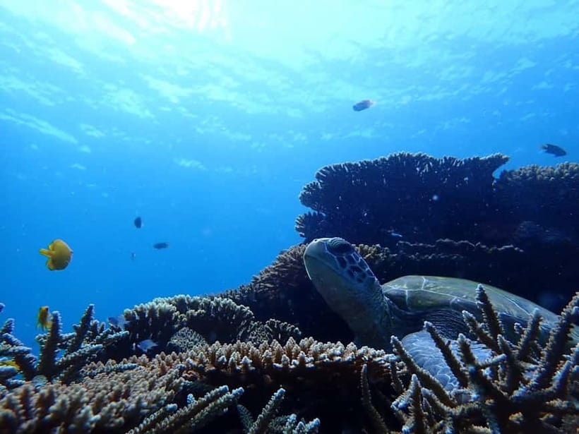 Ishigaki Island: Blue Cave Exploration & Snorkeling Tour - Snorkeling above Ishigaki coral and reef fish
