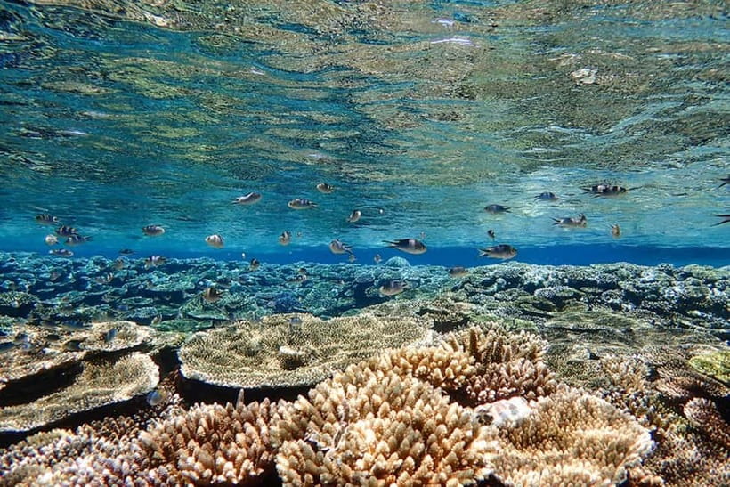 Ishigaki Island: Blue Cave Exploration & Snorkeling Tour - The guides make a big difference